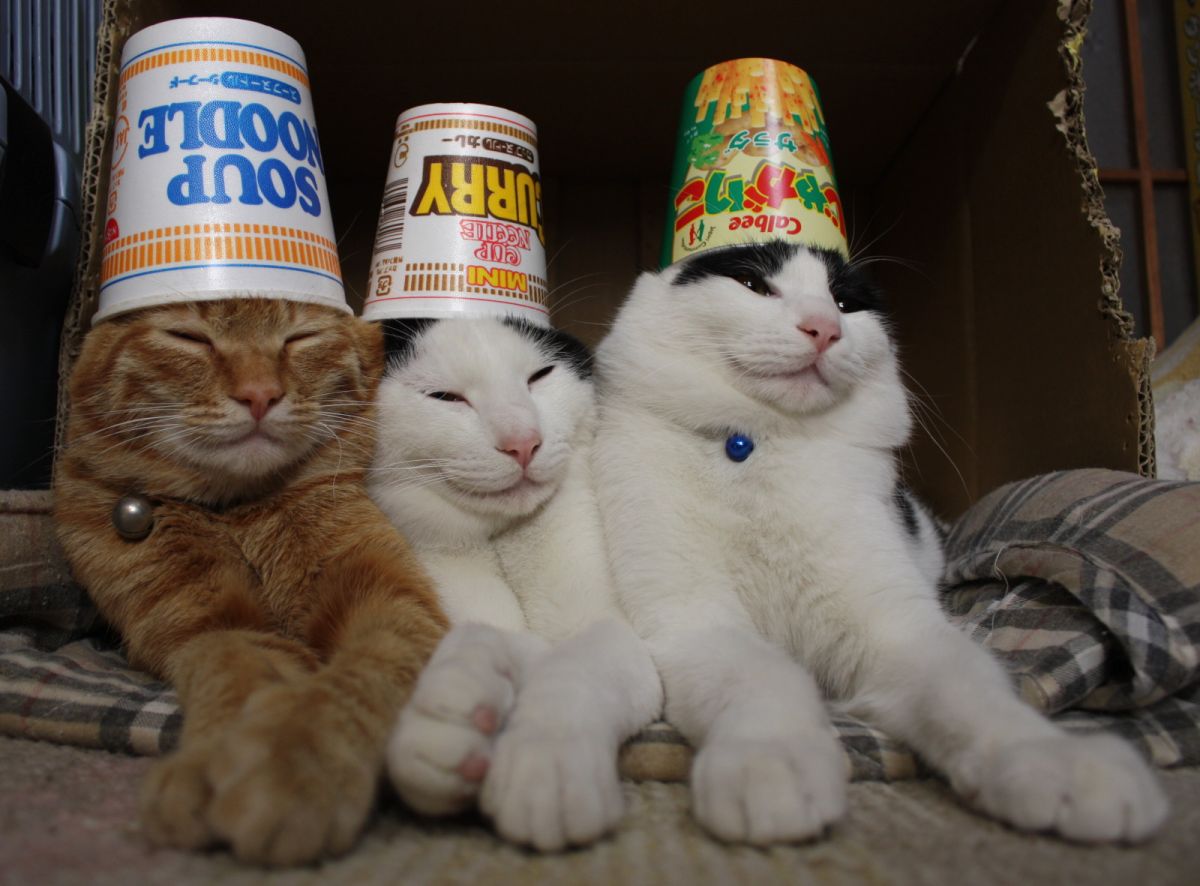 Мемы 3 кота