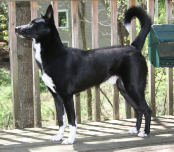 Canaan hot sale dog hypoallergenic