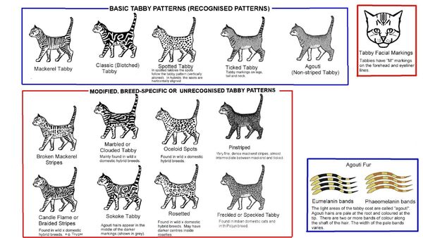 Tabby-types