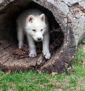 Lil Pup Luna Messin' Around