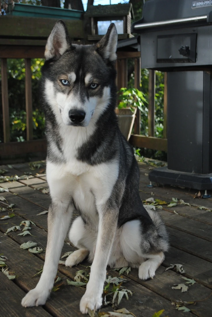 User blog:~Acadiemos~/Aquilon | Animal Groups Roleplay Wiki | Fandom