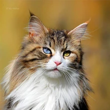 User Blog áá­áá´á´ Doekit Animal Groups Roleplay Wiki Fandom Doekits are made right here in los angeles, california using only the highest quality ingredients. user blog áá­áá´á´ doekit animal groups