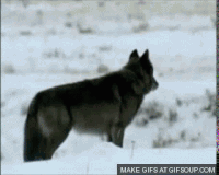 black wolf howling gif