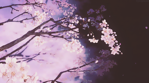 anime cherry blossom sceneries  Kawaii Amino Amino