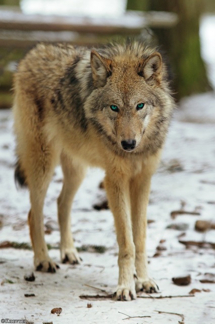 dark brown wolf with green eyes