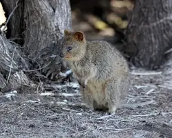 necoページquokka 250?cb=20231003170331