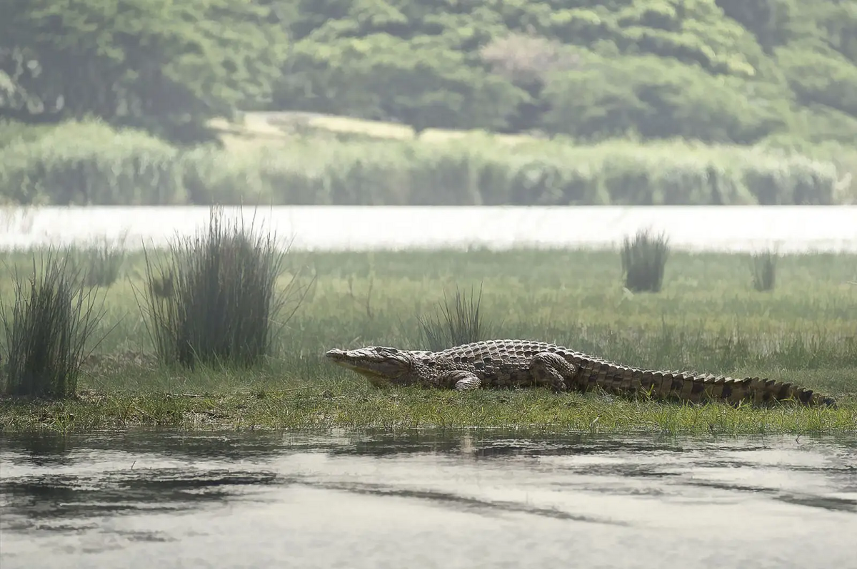 Nile Crocodile | Animal Kingdom Wiki | Fandom