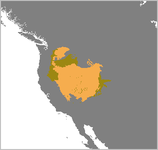 Brachylagus idahoensis Animal Library Wikia Fandom