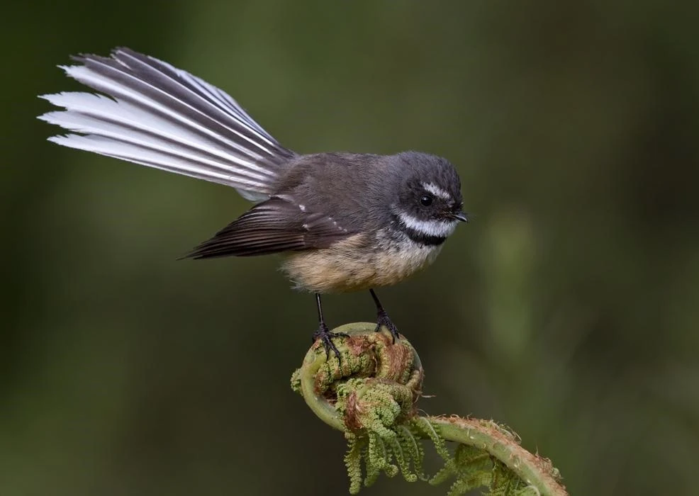 Rhipidura fuliginosa Animal Library Wikia Fandom