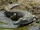 Crocodylus niloticus