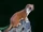 Mustela nivalis
