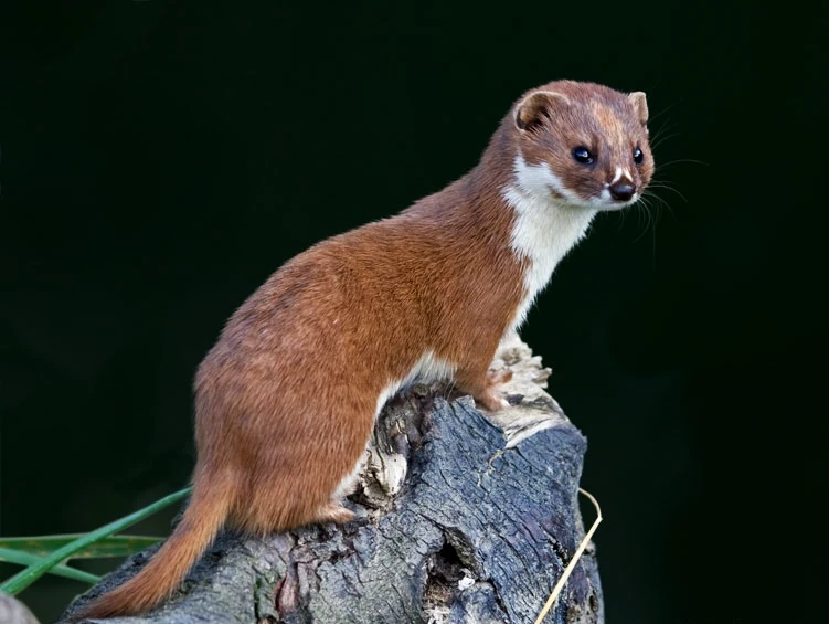 Mustela nivalis | Animal Library Wikia | Fandom