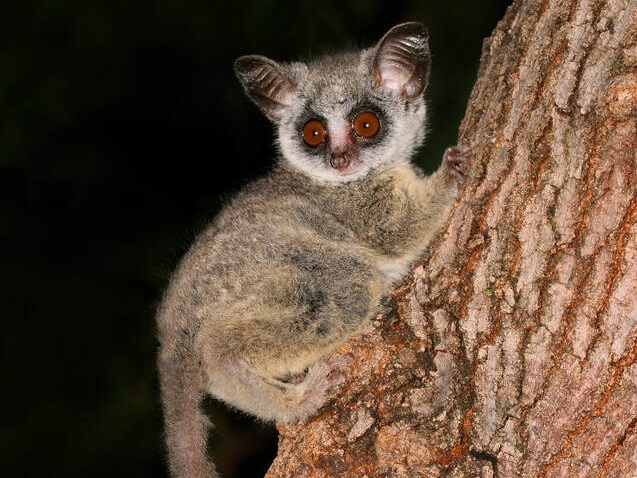 Kenya Lesser Galago (Subspecies Galago senegalensis braccatus) - iNaturalist