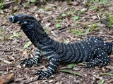 Varanus varius