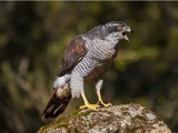 Accipiter gentilis