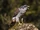 Accipiter gentilis