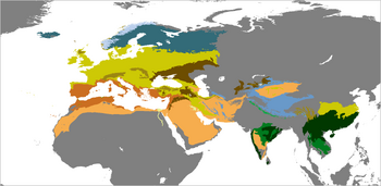 Turdus merula