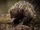 Tachyglossus aculeatus