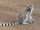 Lemur catta