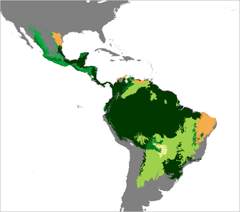 Panthera onca