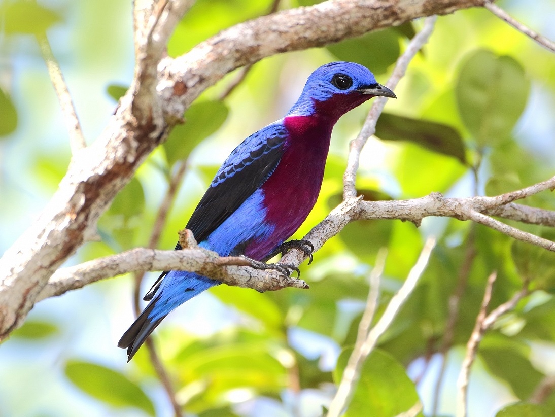 Cotinga cotinga | Animal Library Wikia | Fandom