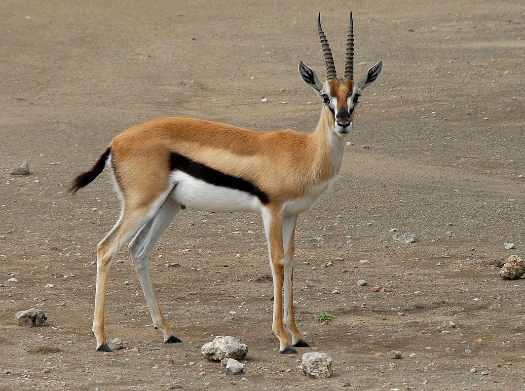 File:Grant Gazelle.jpg - Wikipedia