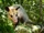 Didelphis marsupialis