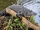 Alligator mississippiensis