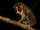 Loris tardigradus