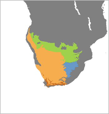 Cynictis penicillata