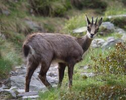 Chamois (Rupicapra rupicapra) - JungleDragon