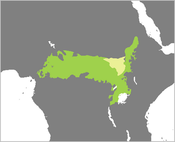 Elephantulus fuscipes