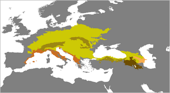 Rupicapra rupicapra