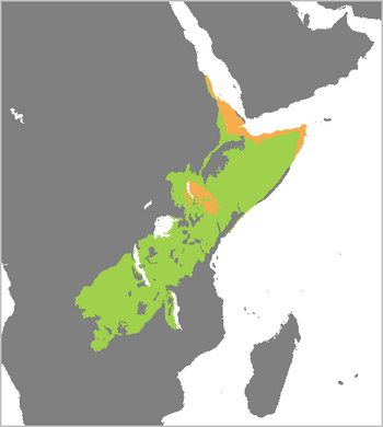 Elephantulus rufescens