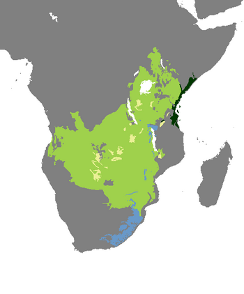 Elephantulus brachyrhynchus