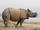 Rhinoceros unicornis