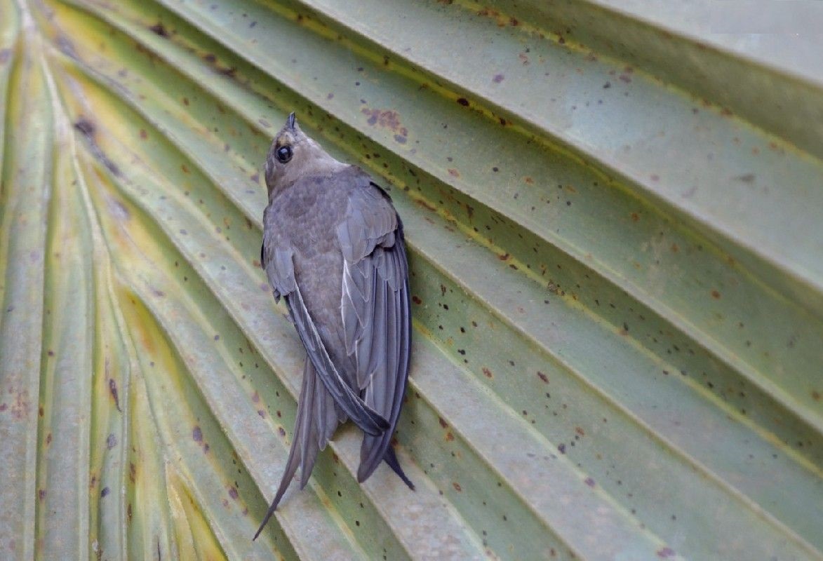 Cypsiurus parvus Animal Library Wikia Fandom