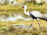 Grus carunculata