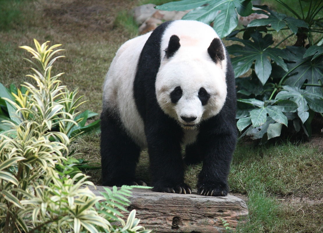 Панда линг. Национальный символ Китая Панда. Тибетская Панда. Большая Панда. Млекопитающие Панда.