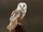 Tyto alba