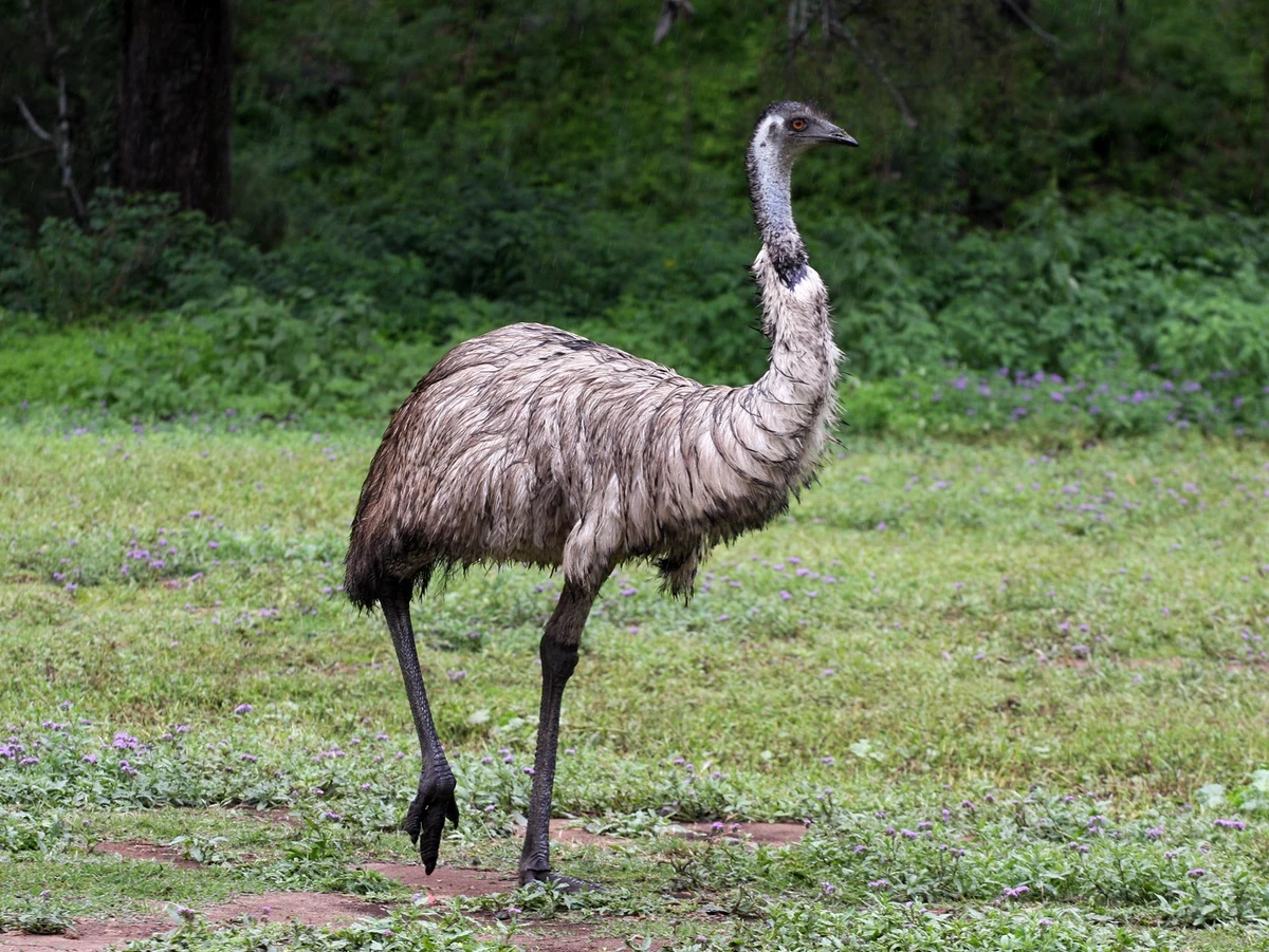 Dromaius novaehollandiae Animal Library Wikia Fandom