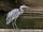 Ardea cinerea