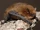 Pipistrellus pipistrellus
