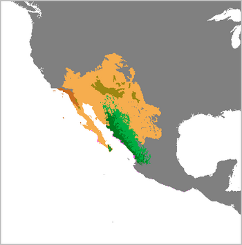 Macrotus californicus