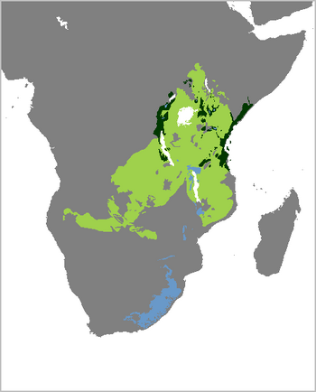 Dendrohyrax arboreus
