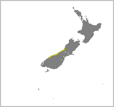 Apteryx rowi