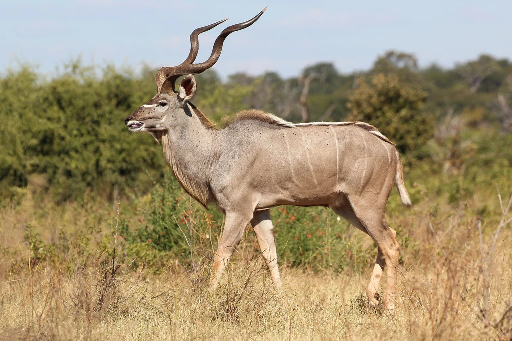 Tragelaphus strepsiceros Animal Library Wikia Fandom