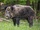 Sus scrofa