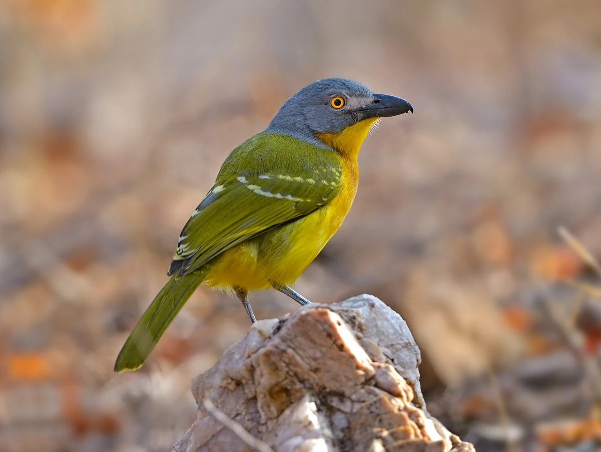 Malaconotus blanchoti Animal Library Wikia Fandom