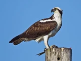 Pandion haliaetus
